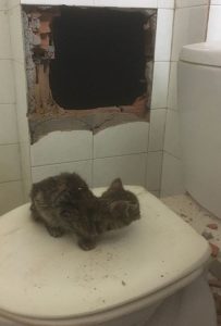 HAVALANDIRMA BOŞLUĞUNA DÜŞEN KEDİ İTFAİYE EKİPLERİNCE KURTARILDI